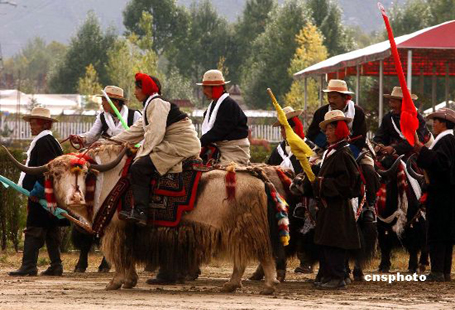 course de yacks Tibet