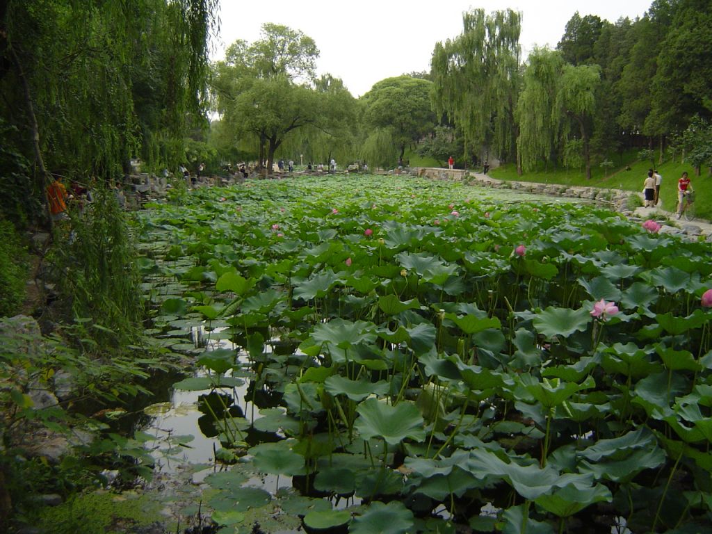 Etang aux lotus ,Qinghua