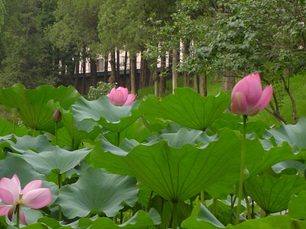 Fleurs de lotus