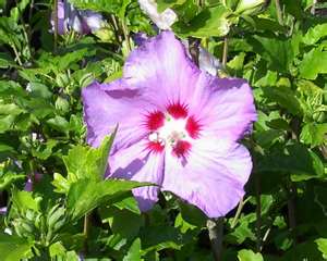 Hibiscus syriacus