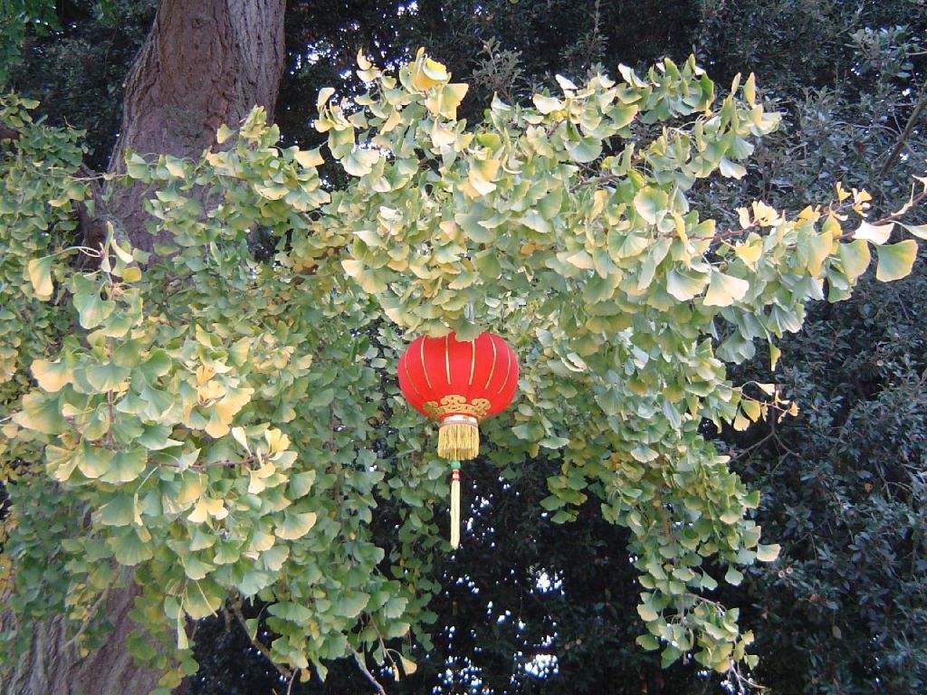 Gingko biloba