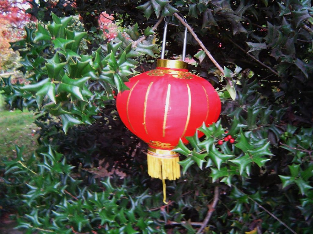Houx de Chine