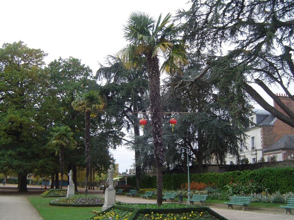 Palmier de Chine
