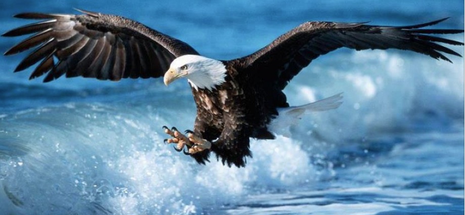 Aigle du Congo