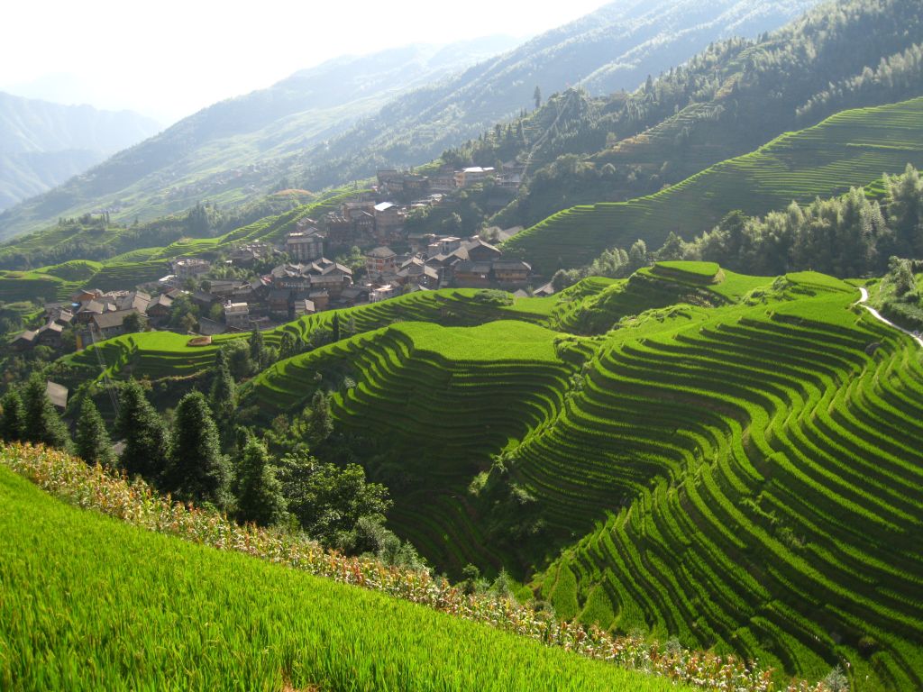 terrasses de longji