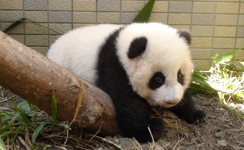 panda