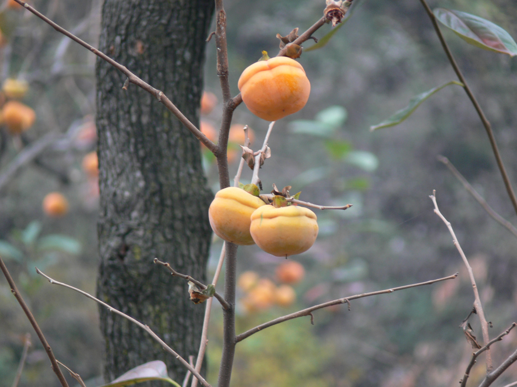 Des Kakis à Shilinxia