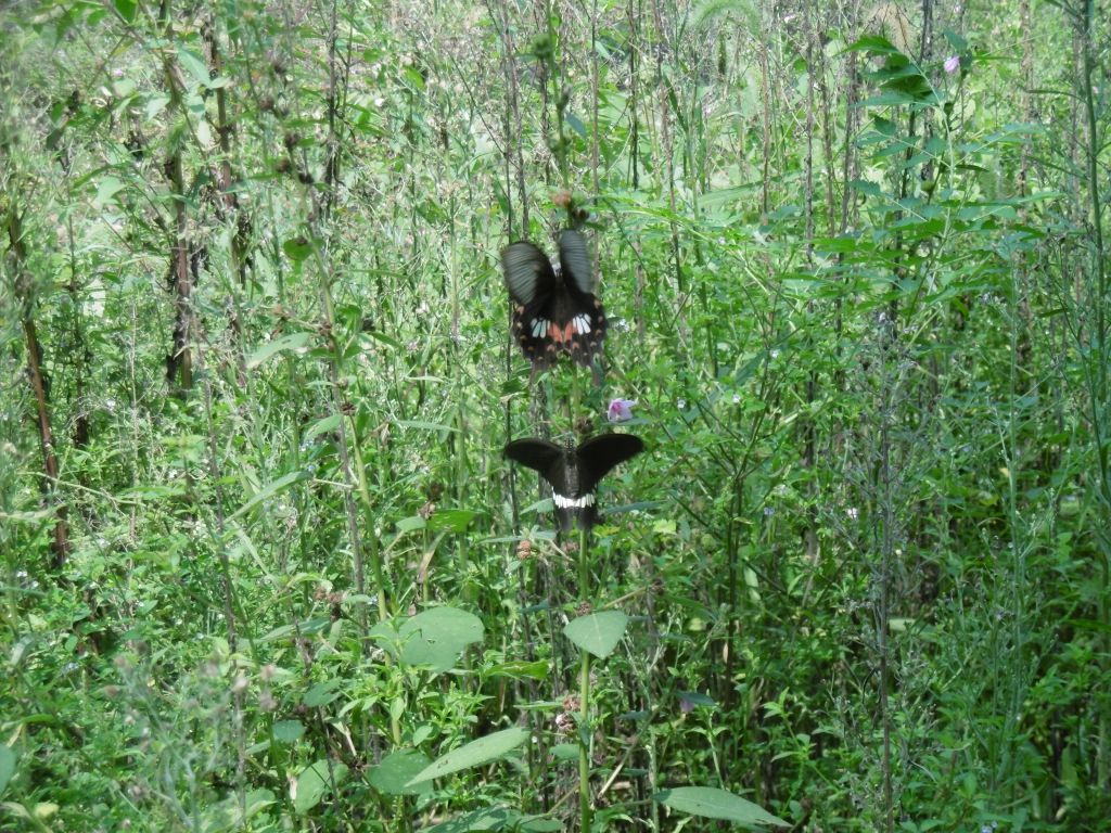 papillons
