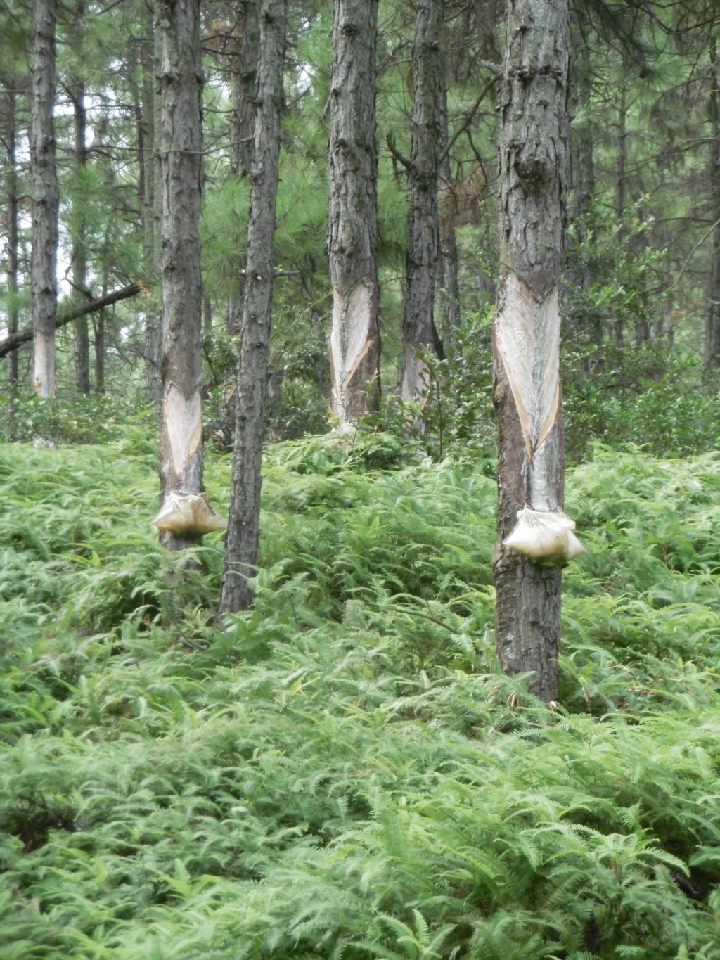 arbre a térébenthine