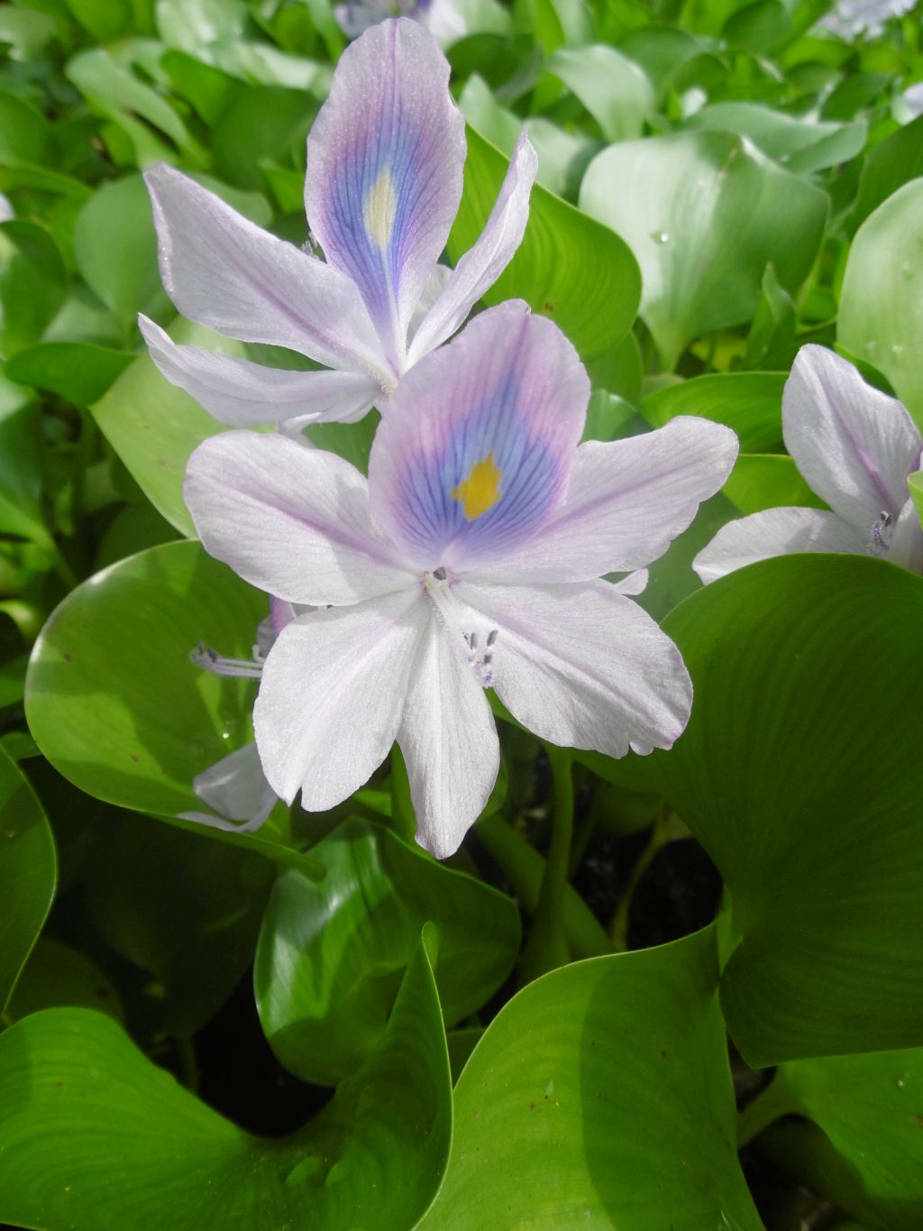 fleur