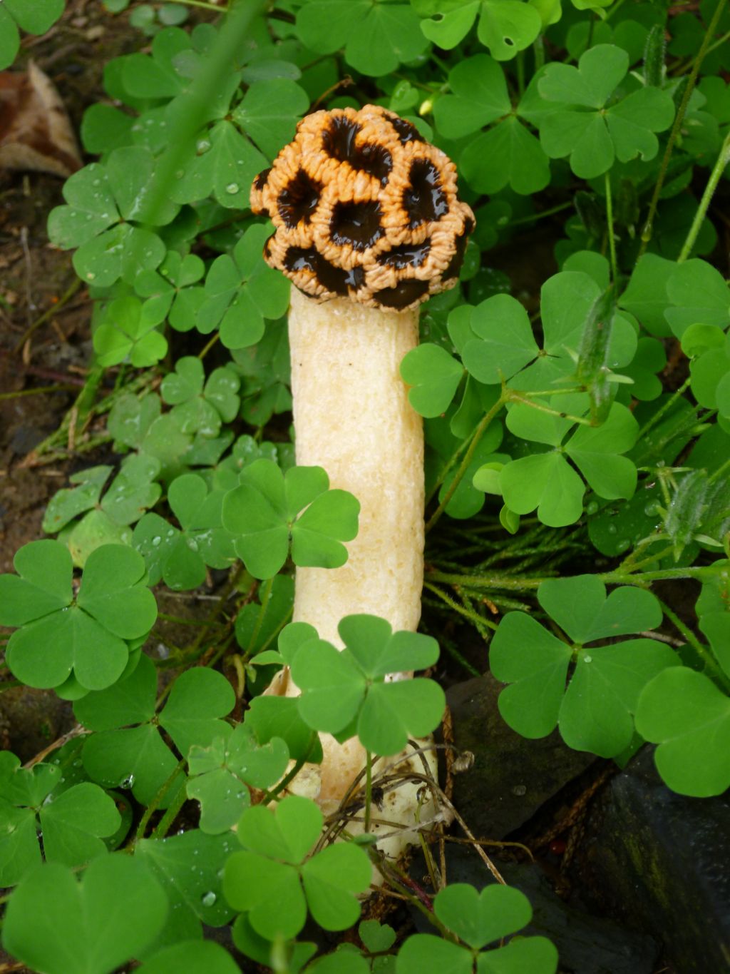 xi'an champignon