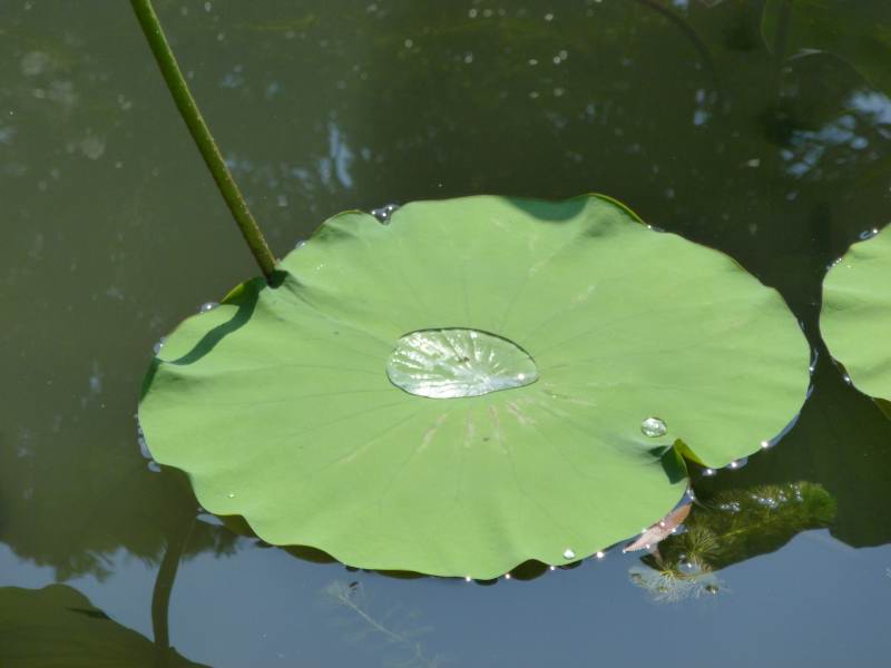 Suzhou Jardin de l'humble administrateur