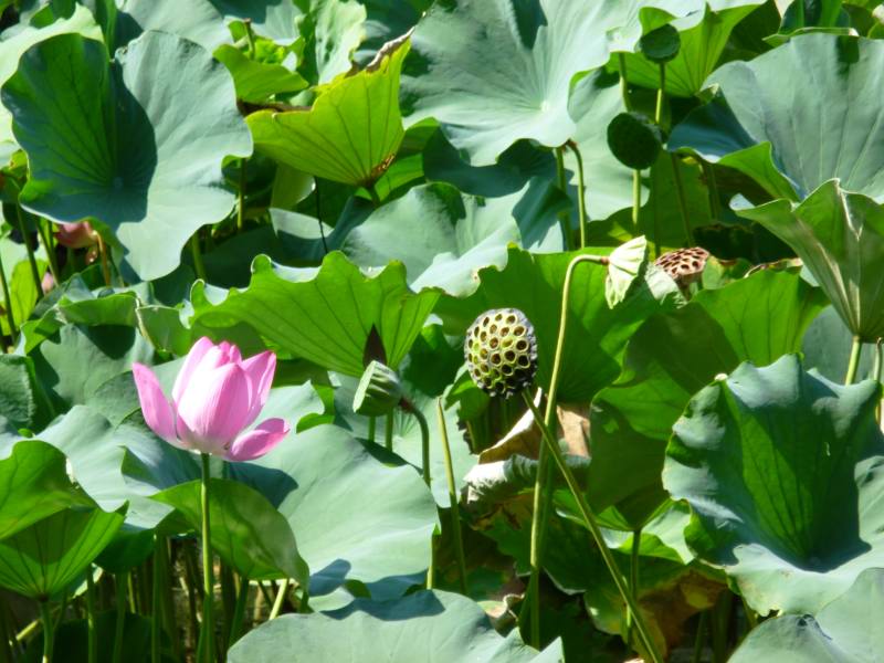 Suzhou jardin de l'humble administrateur