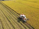Un agriculteur récolte du riz dans le village de Qingcheng