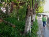 Une femme passe devant des arbres tombés dans la ville de Nantong