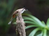 Un oiseau se repose dans un parc forestier de Nanning