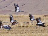 Des grues à col noir sont aperçues dans une réserve naturelle du district de Lhunzhub