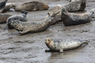 Des phoques tachetés se reposent sur la vasière de la baie de Liaodong