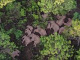Photo aérienne d'un troupeau d'éléphants d'Asie dans le bourg de Shijie du district de Yimen