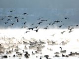 Des oiseaux migrateurs sur la rivière Hunhe
