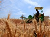 Un agriculteur conduit une moissonneuse dans un champ de blé du village de Dongjiazhuang
