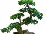 bonsai