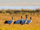 Une volée de grues à cou noir dans la réserve naturelle nationale de Caohai