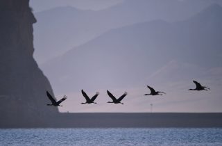 Des grues à cou noir survolent un réservoir du district de Lhunzhub