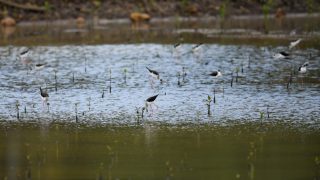 Des oiseaux migrateurs dans la Réserve naturelle du port de Dongzhai