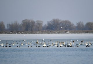 Des oiseaux migrateurs dans le réservoir de Hailiu