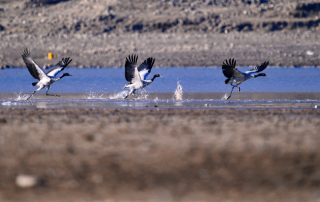 Des grues à cou noir survolent un réservoir du district de Lhunzhub