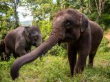 Des éléphants d'Asie sauvés par le Centre d'élevage et de sauvetage de l'éléphant d'Asie à Xishuangbanna