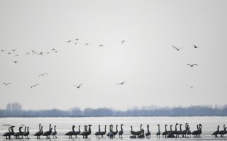 Des oiseaux migrateurs dans le réservoir de Hailiu