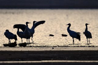 Des grues à cou noir sont observées dans un réservoir du district de Lhunzhub