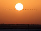 Photo d'oiseaux volant au coucher du soleil sur un haut-fond du fleuve Jaune