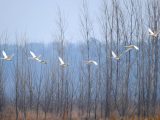 Des cygnes volent au-dessus d'une zone humide