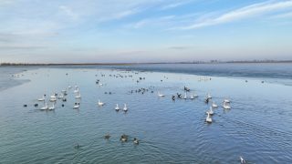 Photo prise par un drone d'oiseaux migrateurs dans la zone humide du lac Wolong