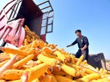 Un agriculteur récolte du maïs dans un champ du village de Houlou