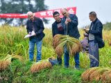 Des techniciens agricoles mesurent le rendement du riz gluant dans le village de Jianhua du district de Congjiang de la préfecture autonome Miao de Qiandongnan