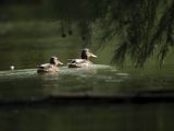 Des oiseaux au parc national des zones humides du lac Chishan