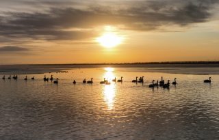 Photo prise par un drone d'oiseaux migrateurs dans la zone humide du lac Wolong