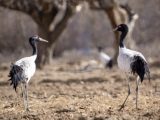 Des grues à cou noir dans le district de Namling