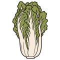Flat drawing of a Chinese cabbage standing upright, seen from the side: an ivory bulb of tightly packed stalks at the base, opening upward into broad crinkled olive-green leaves.