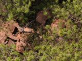 Photo aérienne d'un troupeau d'éléphants d'Asie sauvages à Shijie