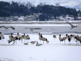 Des grues à cou noir et d'autres oiseaux migrateurs dans la réserve naturelle nationale de Caohai