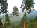 Collines de Xin-Hui, Jiangmen, Guangdong, été 2005