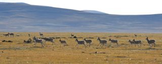 Des antilopes tibétaines dans la Réserve naturelle nationale de Serling Tso à Nagqu