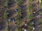 Photo prise par un drone d'agriculteurs récoltant des baies de goji dans une base de production de baies de goji dans le district de Tongxin