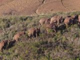 Photo aérienne d'un troupeau d'éléphants d'Asie dans le bourg de Dalongtan du district d'Eshan de la ville de Yuxi