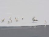 Des hérons se reposent sur la rivière Yongding